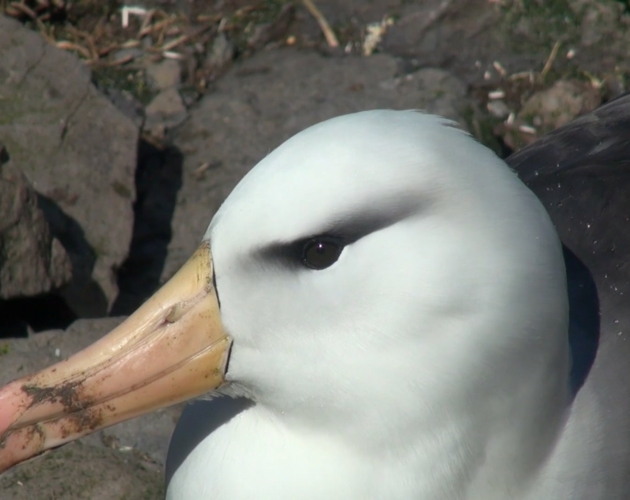 albatros